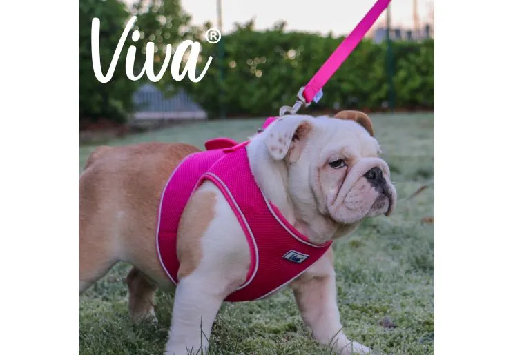 Ancol - Viva Nylon Padded Snap Lead - Red - 100cm x 25mm (Max 75kg)